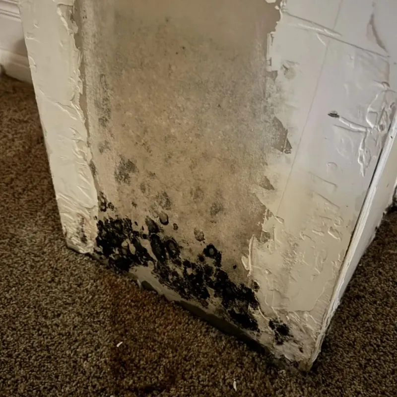 Professional Mold Removal in Upton, WY